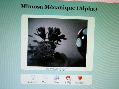 Mimosa-mecanique-2.jpg